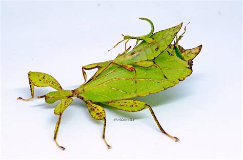 phyllium philippinicum.